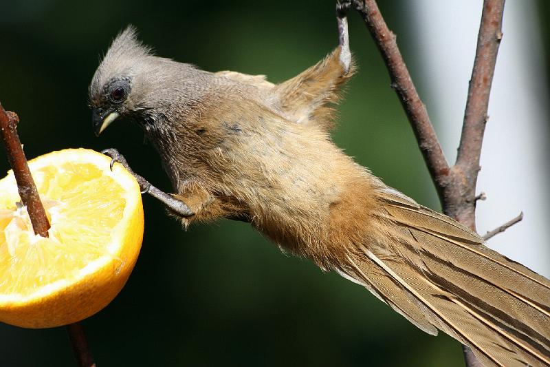 frieda 046.jpg - Gedink ek kan dit nie bykom nie?